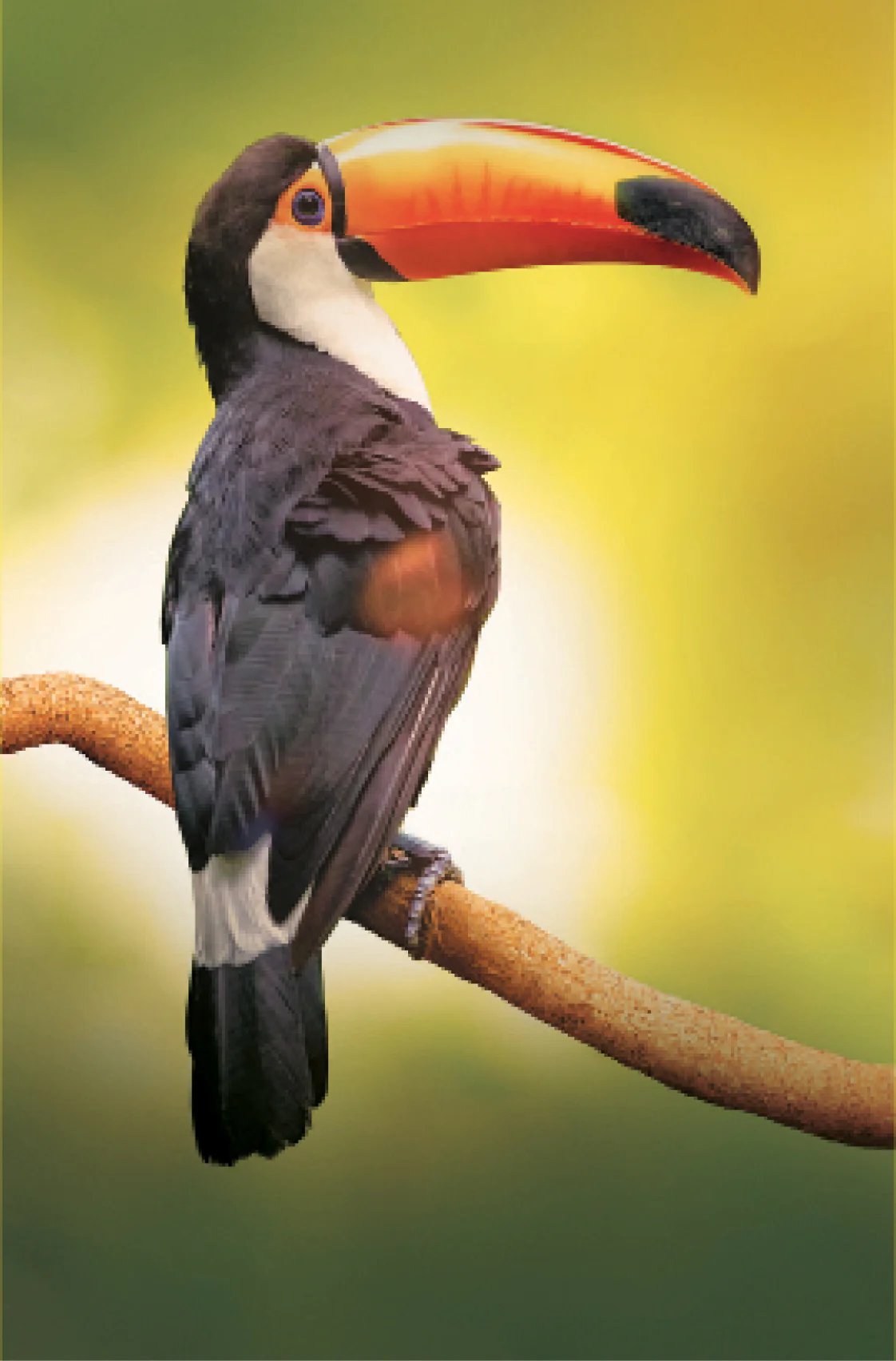 Tucano pousado em um ganho em um fundo verde